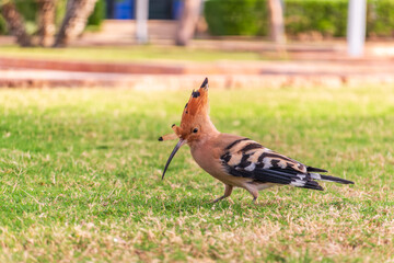Eurasian hoopoe or Common hoopoe (Upupa epops) bird close-up on natural green grass background