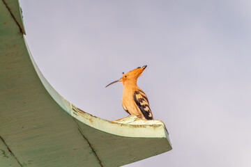 Eurasian hoopoe or Common hoopoe (Upupa epops) bird close-up on cloudy sky background