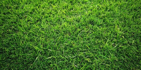 Green Grass Background