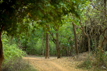 tall lush green old forest trees - a view of dense forest
