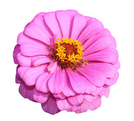 Beautiful  Zinnia flower PNG