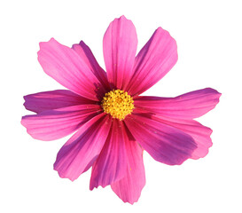 Beautiful Cosmos flower PNG 