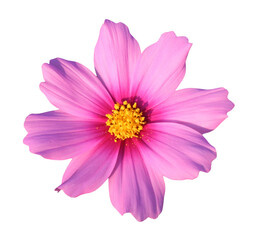 Obraz premium Beautiful Cosmos flower PNG 