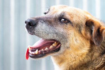 Portrait of a dog with its tongue sticking out, the dog has difficulty breathing in the heat