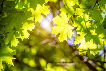 Green nature background with maple leaves
