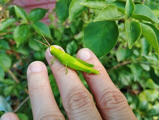 A green grasshopper perched on a human hand