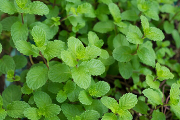 Mint leaves plant in organic vegetable garden closed up selective focus. Thai vegetable used for cooking add flavor and cool refreshing taste. © 149 Studio
