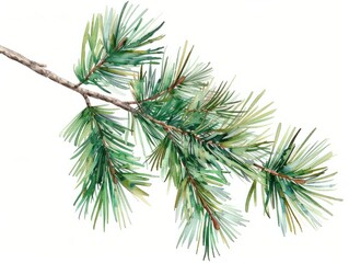 Realistic watercolor illustration of a pine tree branch. Suitable for nature-themed designs