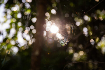 spider in a spider web in the trees with the sun shining through from behind