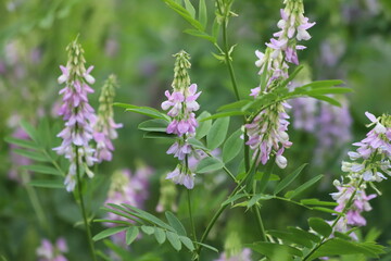 Blossoming galega officinalis, goat rue. Medicinal herb.
