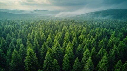Obraz premium Drone shot capturing the vastness of the Russian taiga forest in Siberia