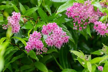 雨に濡れたピンクのシモツケソウ