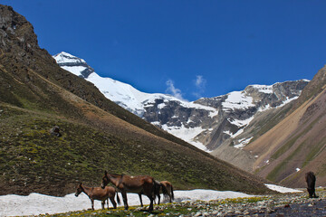 horses in the meadow of himalayan range 