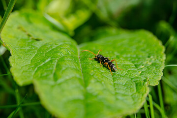 Plagionotus arcuatus on a green leaf.