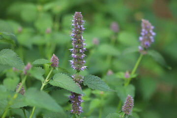 Fototapeta premium Agastache rugosa, korean mint in garden. Close up.