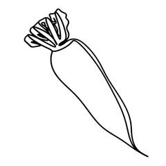 White radish with leaves one line art