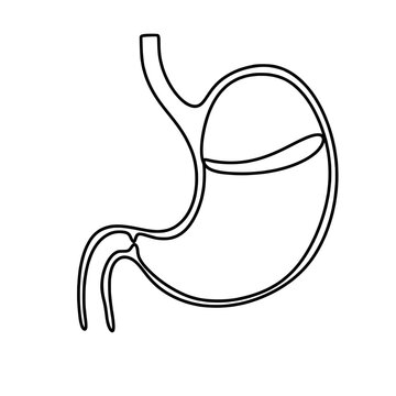 recommend clip art: Human stomach one line art drawing 