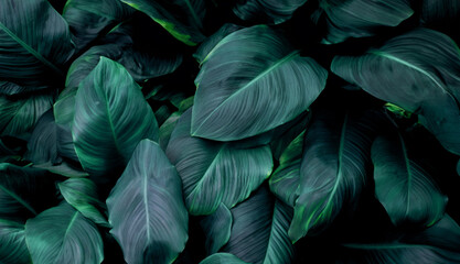 Tropical Foliage Close-Up, Abstract Green Texture of Spathiphyllum Cannifolium Leaves on Nature Background