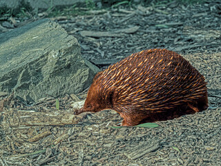 A Lone Echidna On The Ground