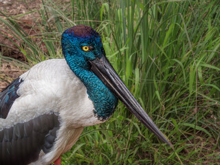 Black Billed Heron Head Side On
