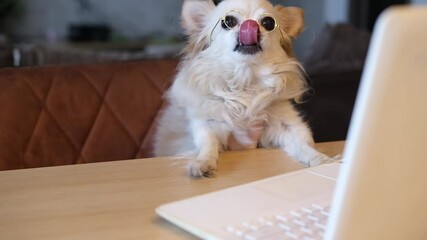 A smart dog programmer with glasses is looking at a computer, chihuahua undergoing online training on laptop. The concept of online learning, online shopping, programming, working from home, freelance