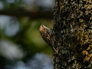 森の中で樹木の幹に留まっているキバシリ