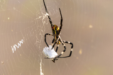 A female spider that preys on large insects by clamping them with a large amount of thread. The scientific name for this spider is Argiope amoena.