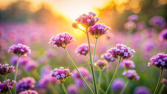 Softly focused Verbena flowers sway gently in warm sunlight of serene sunrise amidst blurred dreamy background of pastel hues.