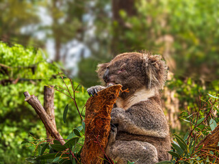 Koala Hugging A Battered Gum Post