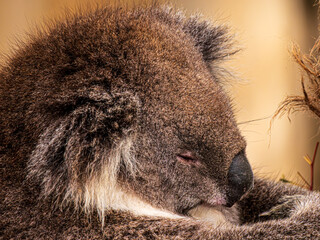 Koala Sleepy Head All Furry