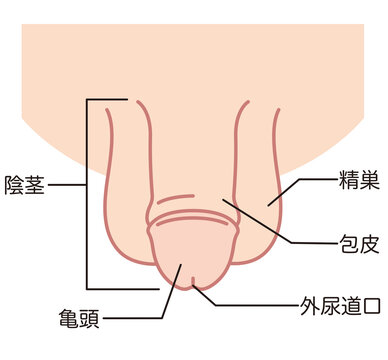 男性生殖器　医療