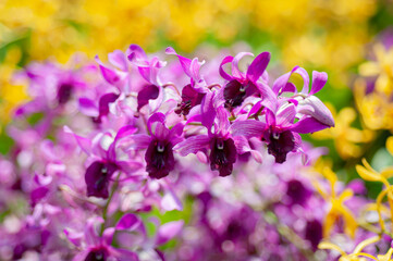 Blooming pink Dendrobium orchids in the tropical garden, illuminated by daylight. The blurred bokeh...