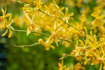 Aranthera Beatrice Ng orchid inflorescence with cascading tiny yellow flowers in daylight. Blurred...