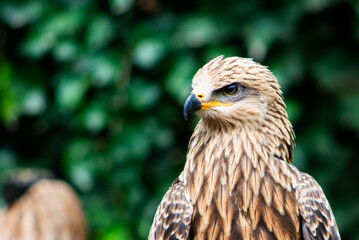 a black kite hawk isoltaed on a green foliage background