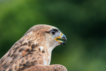 a black kite hawk isoltaed on a green foliage background