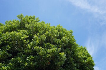 Obraz premium 日本、東京の薬用植物園の植物 6月 2024年 