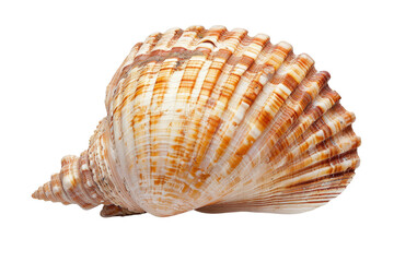 Obraz premium Close-up of a beautifully patterned seashell isolated on a white background, transparent background, showcasing natural marine beauty and intricate design.