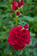 nice roses in the garden