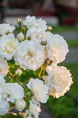 nice roses in the garden