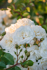 nice roses in the garden