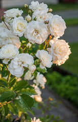 nice roses in the garden