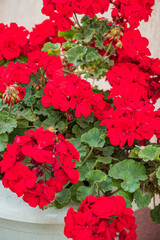 red pelargonium in the pot
