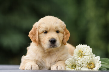 newborn puppy dog ​​golden retriever labrador 1 month with a bouquet of flowers sits in nature in summer at sunset. Birthday gift card	
