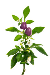 観賞用トウガラシ　Capsicum