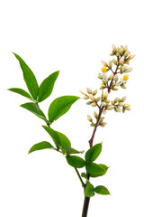 ナンテン　Nandina domestica
