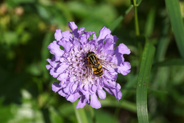 Close up Sun fly Helophilus pendulus. Family syrphidae. Flower of Scabiosa (Pincushion Flowers, Scabious), honeysuckle family. Spring, May, Netherlands