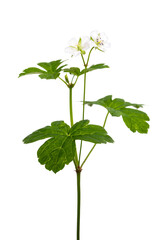 ゲンノショウコ　Geranium thunbergii