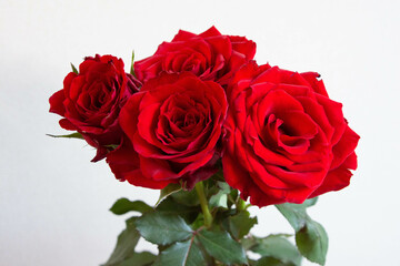 赤い薔薇