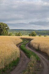 Rural landscape - country road in a wheat field