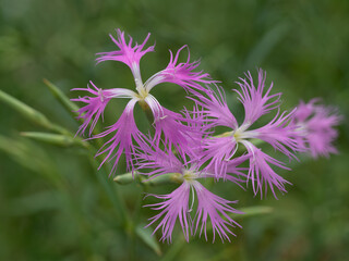 夏の原の河原撫子